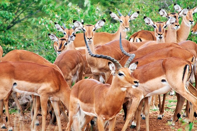 2 Days, 1 Night - Amboseli National Park Safari From Mombasa - Good To Know