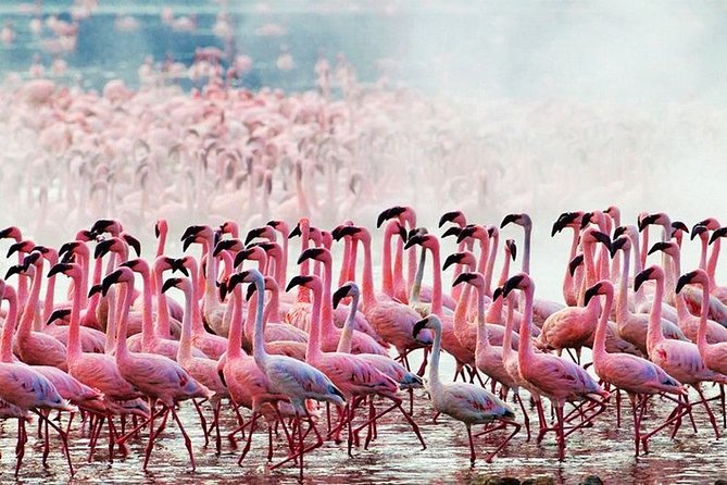 2 Days, 1 Night - Amboseli National Park Safari From Mombasa - Inclusions