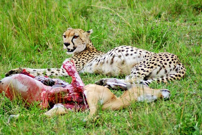 2 Days, 1 Night - Amboseli National Park Safari From Mombasa - Frequently Asked Questions
