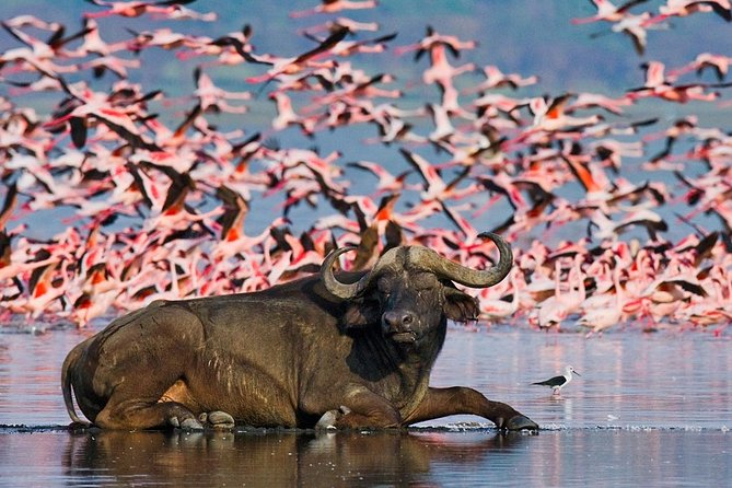 2 Days 1 Night Lake Nakuru Safari (Cost Based on Minimum 2 Persons) - Good To Know