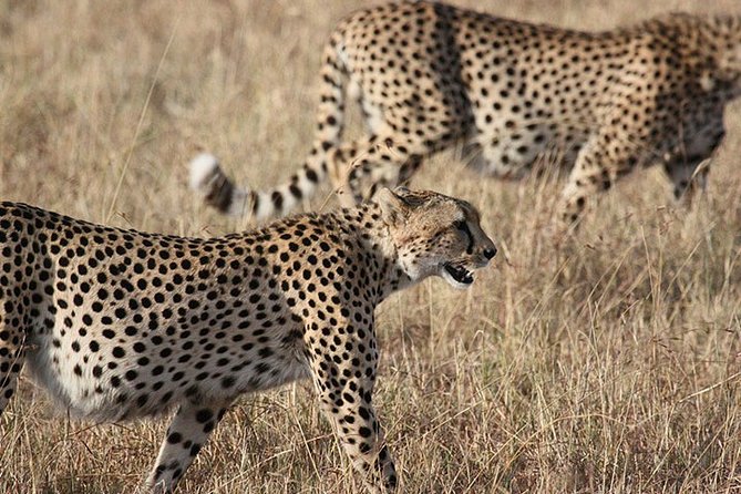 2 Days 1 Night Lake Nakuru Safari (Cost Based on Minimum 2 Persons) - Meeting and Pickup Details