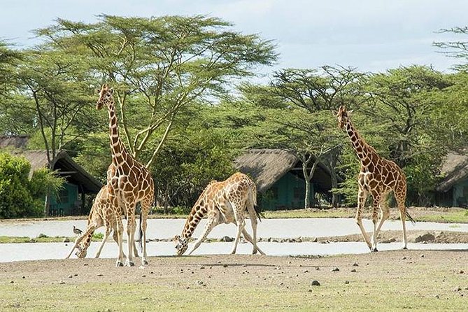 2 Days 1 Night Ol Pajeta Conservancy Tour - Inclusions and Services