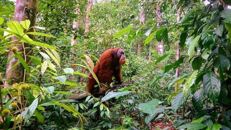 2 Days 1 Night Orangutan Trek Bukit Lawang - Duration and Tour Guide Details