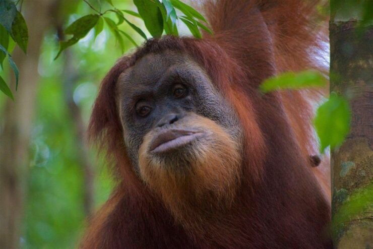 2 Days 1 Night Orangutan Trek Bukit Lawang - Experience Highlights and Itinerary Overview