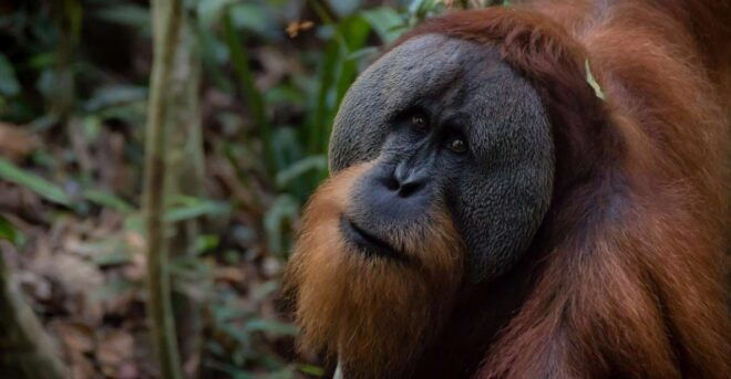 2 Days 1 Night Orangutan Trek Bukit Lawang - Accommodation and Meals