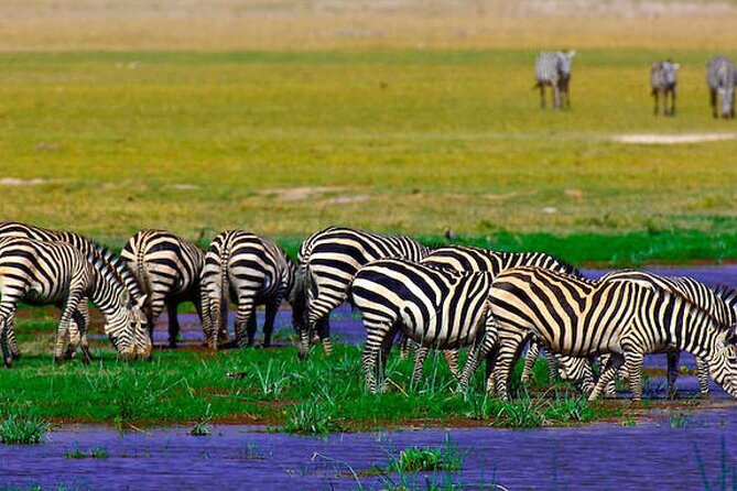 2 Days 1 Night Private Tour to Amboseli National Park With Pickup - Good To Know