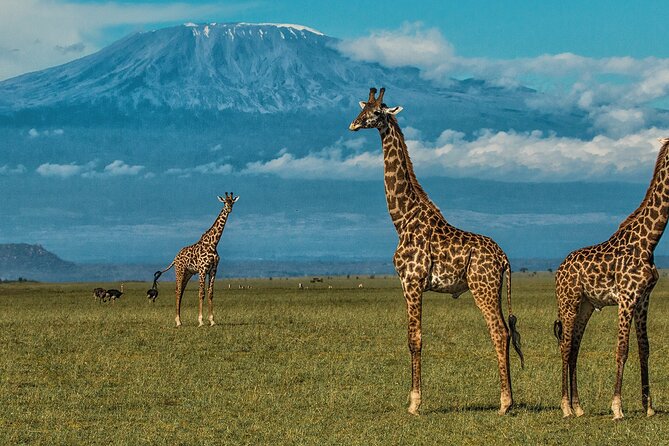 2 Days 1 Night Private Tour to Amboseli National Park With Pickup - Accessibility Information