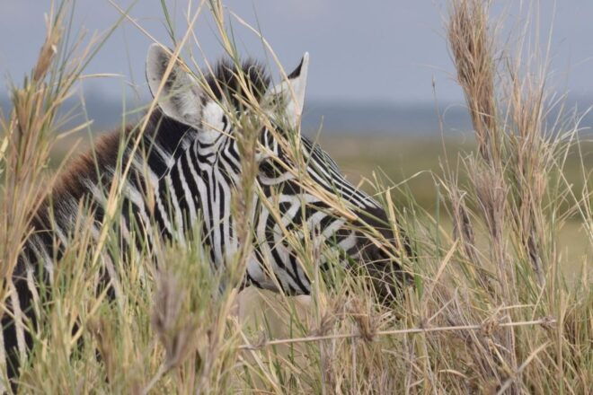 2 Days 1 Night Taita Hills - Booking and Cancellation Policy