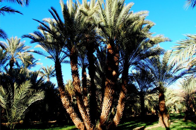 2 Days 1 Night To Zagora Desert From Marrakech - The Sum Up and Tour Companys Commitment to Improvement