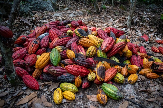 2 Days/1 Night Tour: Be Immersed in a Cocoa Farm in the Jungle of Cusco - Tour Overview