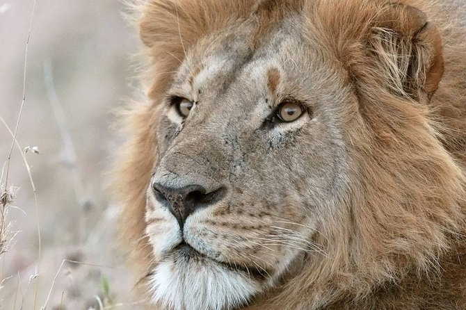 2 Days 1 Night Tour to the Amboseli National Park. - Location and Wildlife