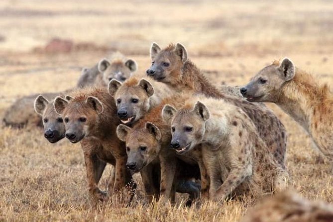 2 Days 1 Night Tour to the Amboseli National Park. - Pickup Information