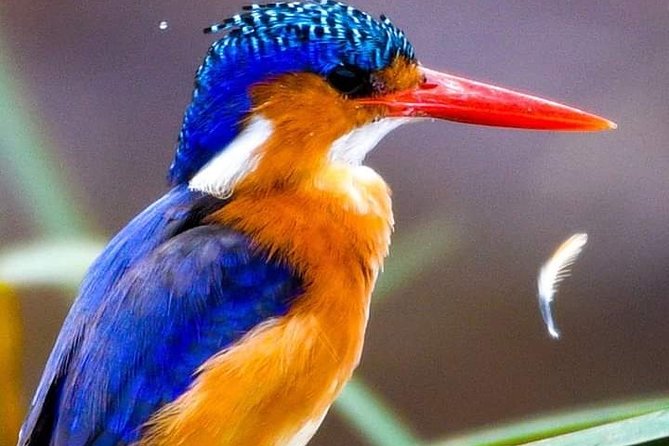 2 Days 1 Night Tour to the Amboseli National Park. - Pricing and Cancellation Policy