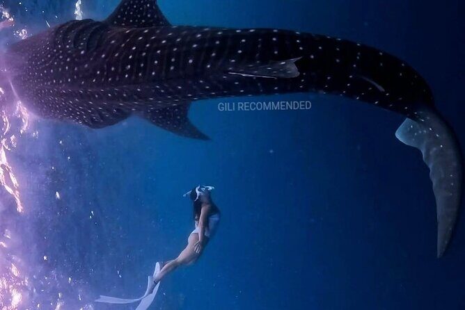 2 Days 1 Night Whale Shark Sharing - Final Thoughts