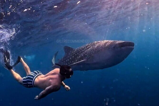 2 Days 1 Night Whale Shark Sharing - Good To Know  