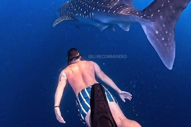 2 Days 1 Night Whale Shark Sharing - Final Thoughts: Is It Worth It?  