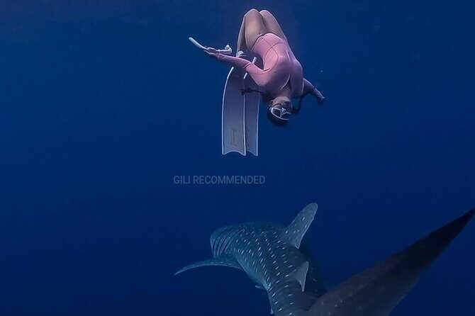 2 Days 1 Night Whale Shark Sharing - FAQ