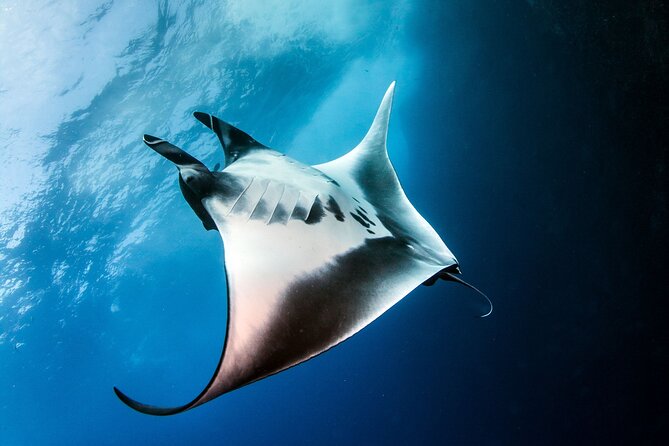 2 Days/1n Trip - Snorkeling With Manta Rays in Lembongan/Penida (All Included) - Trip Overview