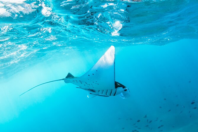 2 Days/1n Trip - Snorkeling With Manta Rays in Lembongan/Penida (All Included) - Inclusions and Exclusions