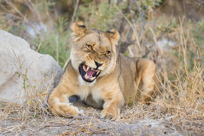 2 Days 2 Nights Camping Safari in Chobe National Park - Guided Safari Activities Schedule