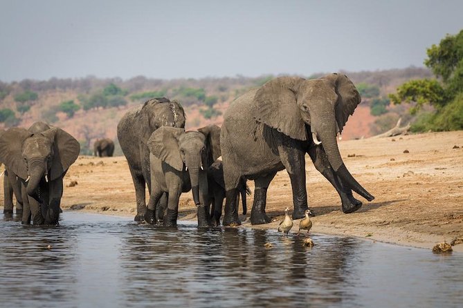 2 Days 2 Nights Camping Safari in Chobe National Park - Packing Essentials Guide