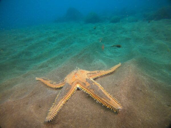 2 DAYS - 3 DIVES - Frequently Asked Questions