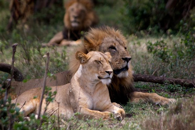 2 Days Akagera National Park Game Drive - Good To Know