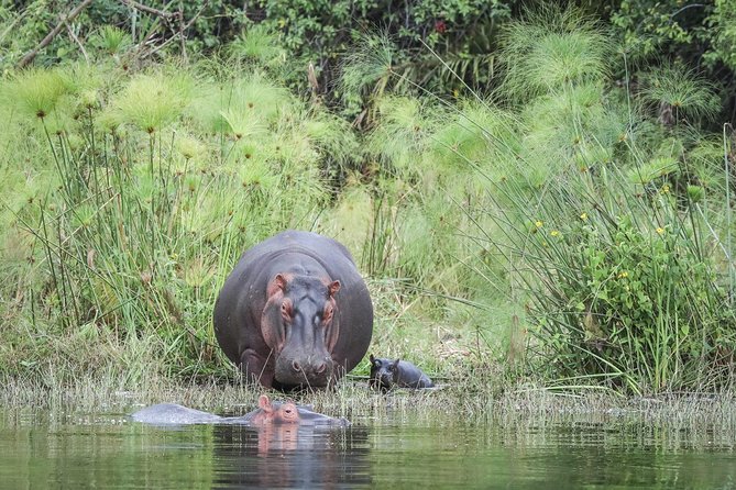 2 Days Akagera National Park Game Drive - Customer Reviews