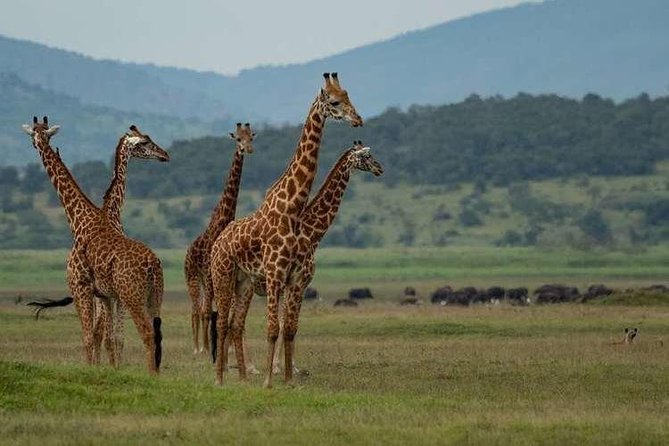 2 Days Akagera National Park Safari - Good To Know