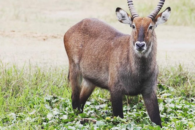 2 Days Akagera National Park Wildlife Safari - What To Expect