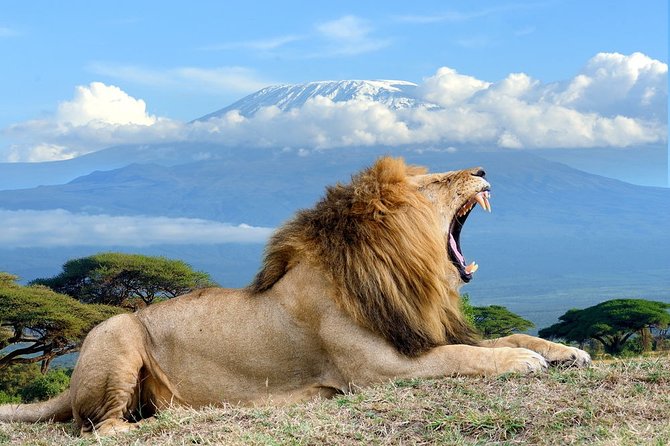 2 Days Amboseli Jeep Luxury Safari (Cost Based on Min 2 Persons) - Good To Know