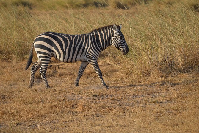 2 Days Amboseli National Park Safari - Meeting and Pickup Information