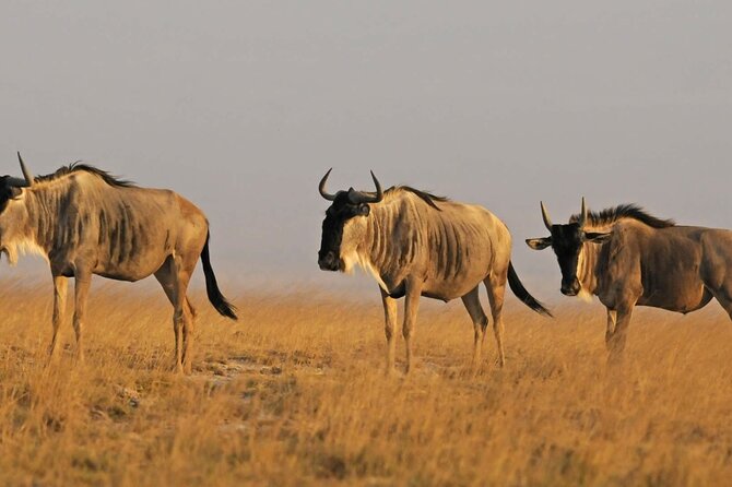 2 Days Amboseli National Park Safari - Accommodations and Meals
