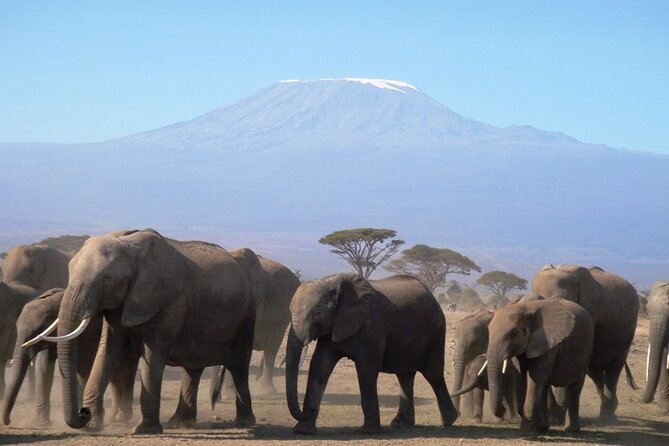 2 Days Amboseli National Park Safari Experience - Good To Know