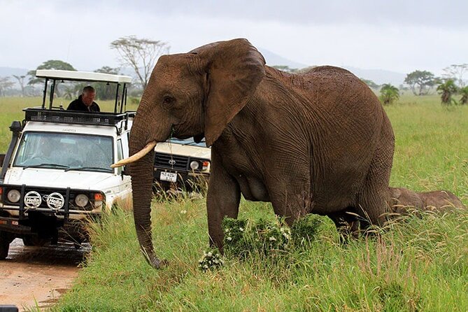 2 Days Amboseli National Park Safari Experience - Cultural Experiences
