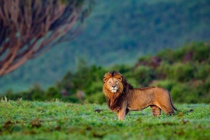 2-Days Amboseli National Park Safari Tour - Reviews and Ratings
