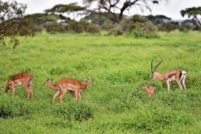 2 Days Amboseli Private Safari - Highlights