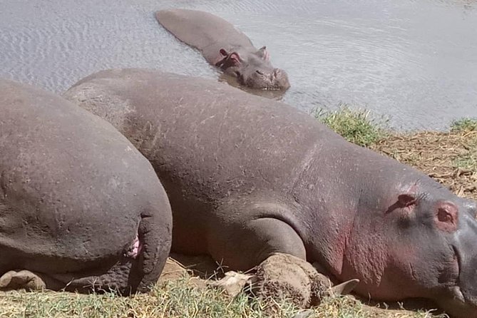 2 Days Camping Safari, Lake Manyara & Ngorongoro Crater - Booking Policy