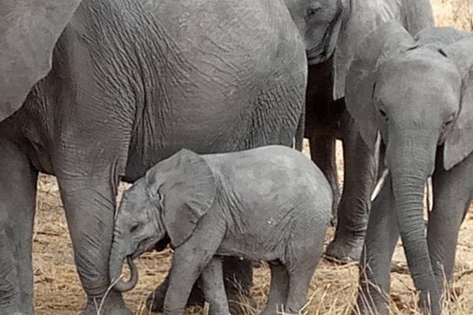 2 Days Camping Safari, Lake Manyara & Ngorongoro Crater - Accommodation and Meals