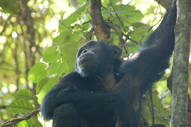 2-days Chimpanzee Tracking and Canopy Walk Nyungwe - Wildlife Encounters