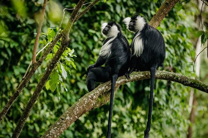 2 Days Chimpanzees Trekking Tour and Canopy Walk Adventure - Customer Reviews