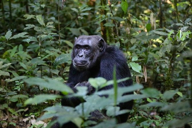 2 Days Chimpazee Safari in Kibale Forest Park Uganda. - Itinerary Overview