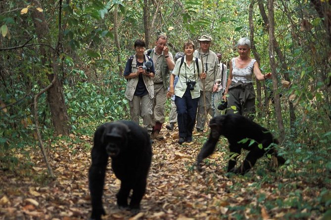 2 Days Chimpazee Safari in Kibale Forest Park Uganda. - Meal Inclusions