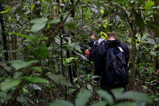 2 Days Chimpazee Safari in Kibale Forest Park Uganda. - Transportation Information
