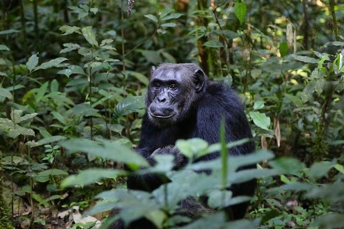 2 Days Chimpazee Safari in Kibale Forest Park Uganda. - Booking & Cancellation Policy