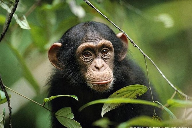 2 Days Chimpazee Safari in Kibale Forest Park Uganda. - Frequently Asked Questions