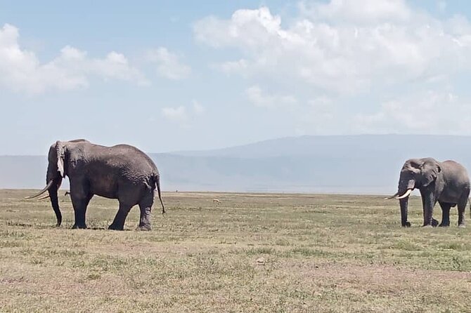 2 Days Comfort Tarangire National & Ngorongoro Crater Tour - Inclusions