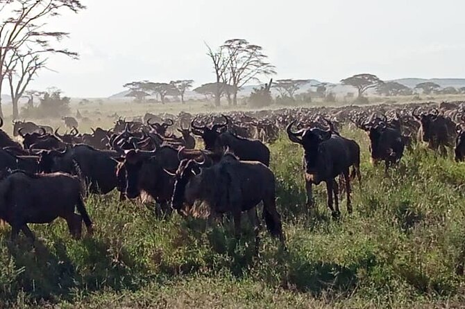 2 Days Comfort Tarangire National & Ngorongoro Crater Tour - Additional Information