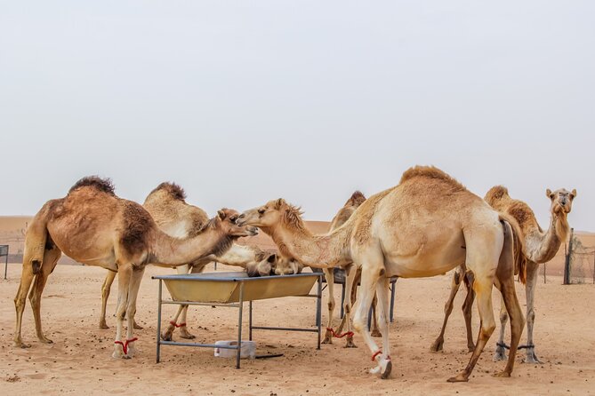 2-Days Dubai Combo City Tour With Dhow Cruise Dinner and Desert Safari - The Sum Up
