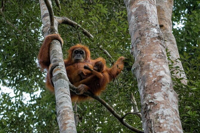 2 Days Ethical Jungle Trek in Sumatra - Practical Tips for Potential Participants